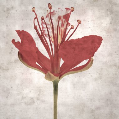 Delonix rejiminin çiçeklerini açan veya göz alıcı olan kare biçiminde eski dokulu kağıt arkaplan