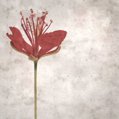 Delonix rejiminin çiçeklerini açan veya göz alıcı olan kare biçiminde eski dokulu kağıt arkaplan