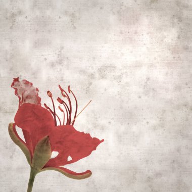 Delonix rejiminin çiçeklerini açan veya göz alıcı olan kare biçiminde eski dokulu kağıt arkaplan