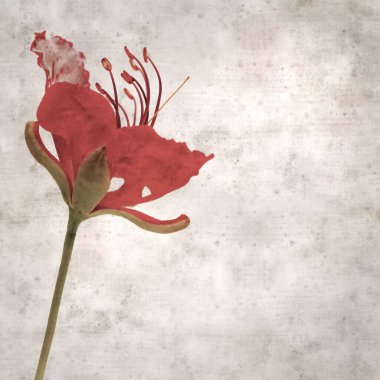 Delonix rejiminin çiçeklerini açan veya göz alıcı olan kare biçiminde eski dokulu kağıt arkaplan