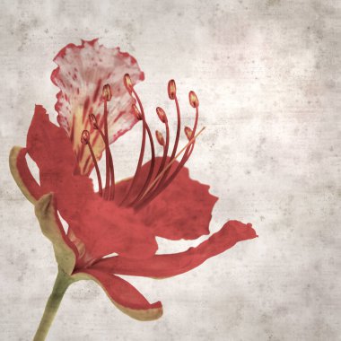 Delonix rejiminin çiçeklerini açan veya göz alıcı olan kare biçiminde eski dokulu kağıt arkaplan