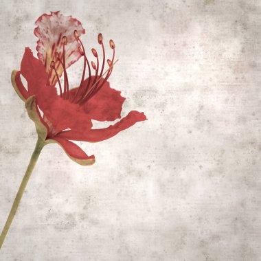 Delonix rejiminin çiçeklerini açan veya göz alıcı olan kare biçiminde eski dokulu kağıt arkaplan