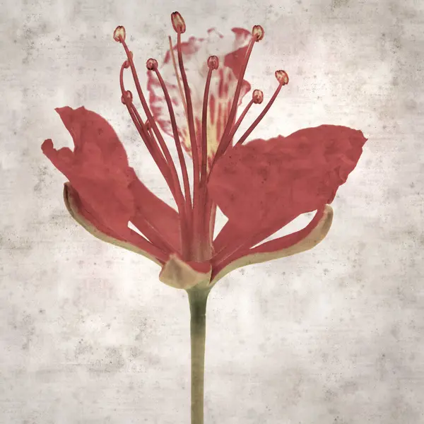 Delonix rejiminin çiçeklerini açan veya göz alıcı olan kare biçiminde eski dokulu kağıt arkaplan