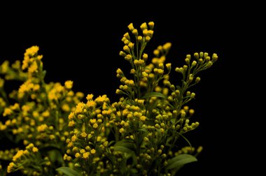 Parlak sarı Solidago, genellikle altın çubuk olarak bilinir, siyah arka planda izole edilmiş. 