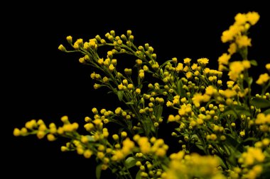 Parlak sarı Solidago, genellikle altın çubuk olarak bilinir, siyah arka planda izole edilmiş. 