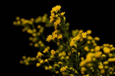 Parlak sarı Solidago, genellikle altın çubuk olarak bilinir, siyah arka planda izole edilmiş. 