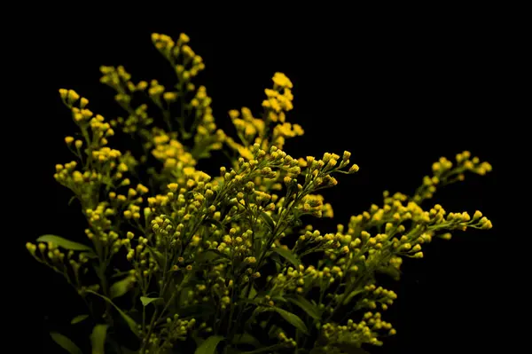 stock image Bright yellow Solidago, commonly called goldenrod, isolated on black background 