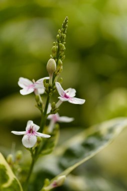 Beyaz ve leylak çiçekli Pseuderanthemum 'un İnfloresanı 