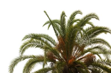 Flora of Gran Canaria - fruit of Phoenix canariensis, the Canary Island date palm clipart