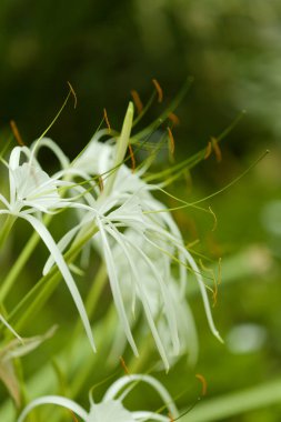 Hymenocallis 'in beyaz çiçekleri, örümcek zambağı, doğal makro çiçek arkaplanı.