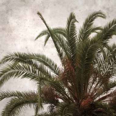 textured stylish old paper background, square, with  Phoenix canariensis, the Canary Island date palm  clipart