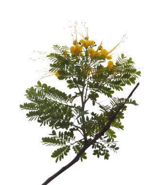 Caesalpinia pulcherrima, sarı tavus kuşu çiçeği doğal makro çiçek arkaplanı