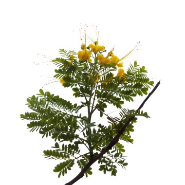 Caesalpinia pulcherrima, yellow peacock flower natural macro floral background clipart