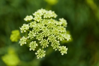 Crithmum maritimum, kaya örnekleri, doğal makro çiçek arkaplanı.