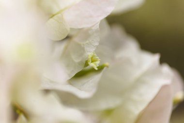 Gran Canaria 'dan Flora - Bougainvillea glabra, süs bitkisi, doğal makro çiçekli arka plan