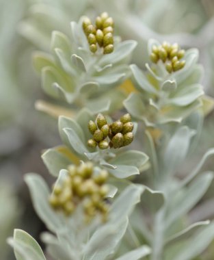 Helichrysum obconicum gümüşi yapraklar ve küçük sarı çiçek tomurcukları doğal makro çiçek arkaplanı.