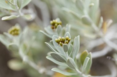 Helichrysum obconicum gümüşi yapraklar ve küçük sarı çiçek tomurcukları doğal makro çiçek arkaplanı.