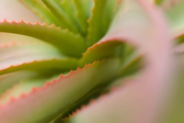 Aloe speciosa nam-ı diğer kıvrık başlı sulu yapraklar kırmızı kenarlı, doğal makro çiçekli arka plan