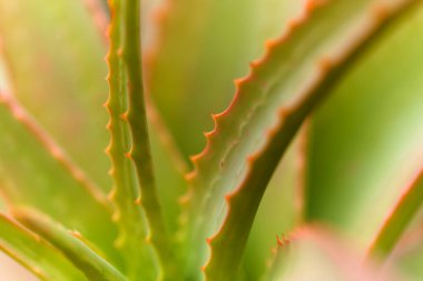 Aloe speciosa nam-ı diğer kıvrık başlı sulu yapraklar kırmızı kenarlı, doğal makro çiçekli arka plan