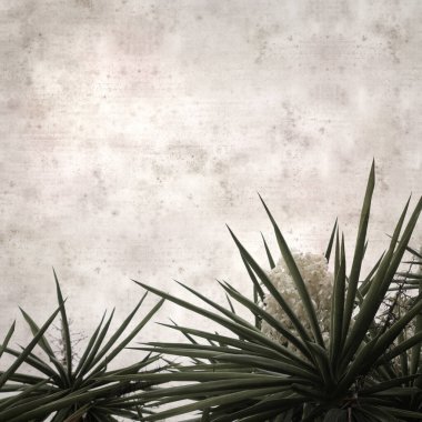 textured stylish old paper background, square, with flowering Yucca gigantea clipart