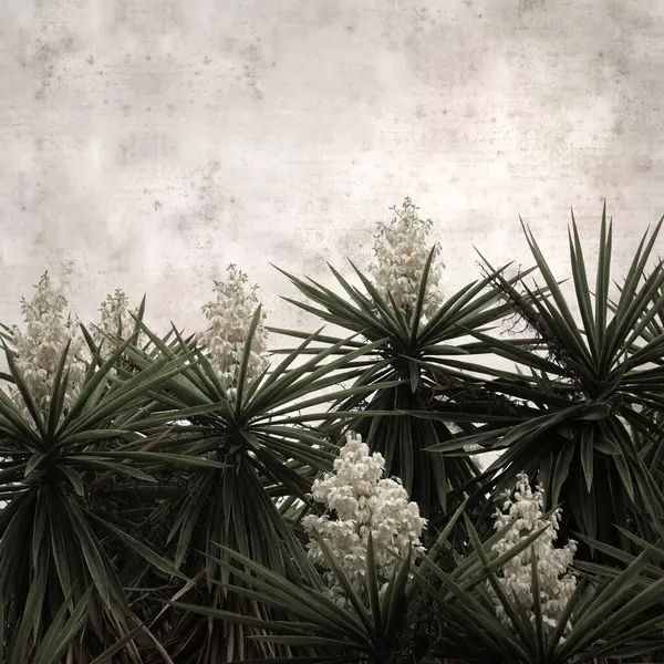 stock image textured stylish old paper background, square, with flowering Yucca gigantea