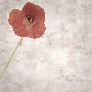 Tropeolum majus, bahçe nasturtiyumu ile eski tarz kağıt kaplama arka plan