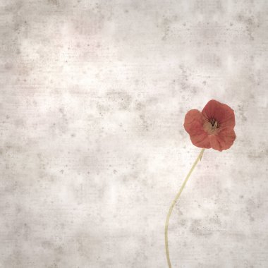 Tropeolum majus, bahçe nasturtiyumu ile eski tarz kağıt kaplama arka plan