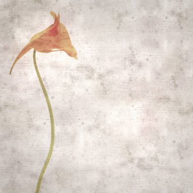 Tropeolum majus, bahçe nasturtiyumu ile eski tarz kağıt kaplama arka plan