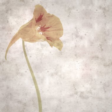 Tropeolum majus, bahçe nasturtiyumu ile eski tarz kağıt kaplama arka plan