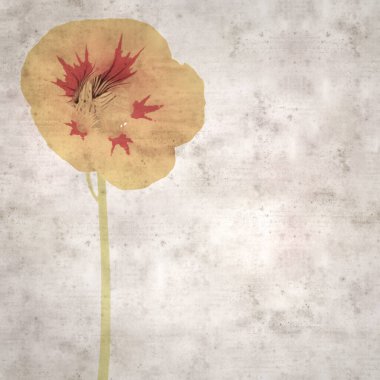 Tropeolum majus, bahçe nasturtiyumu ile eski tarz kağıt kaplama arka plan