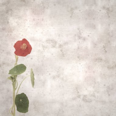 Tropeolum majus, bahçe nasturtiyumu ile eski tarz kağıt kaplama arka plan