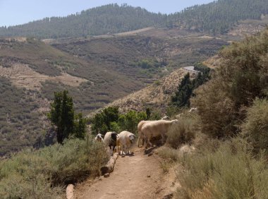 Gran Canaria Tarım - Las Cumbres koyun sürüsü, Adanın Summits