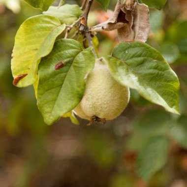 Horticulture of Gran Canaria -  ripening quince fruit on branches background clipart