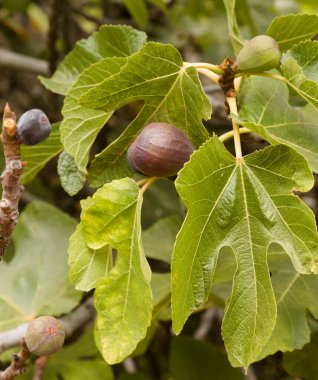 Büyük Kanarya Bahçesi - İncir meyvesi olgunlaştırma, doğal çiçek arkaplanı