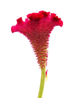 Red to magenta inflorescence of Celosia argentea var. cristata, isolated on white clipart