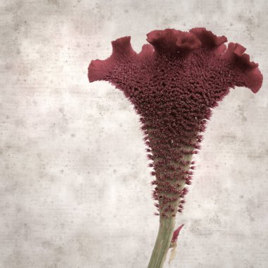 stylish square textured old paper background with red inflorescence of Celosia argentea var. cristata, cockscomb  clipart