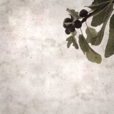 Frenlerde olgunlaşan incir meyvesi olan eski kağıt kaplamalı şık kare desenli arka plan