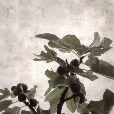 Frenlerde olgunlaşan incir meyvesi olan eski kağıt kaplamalı şık kare desenli arka plan