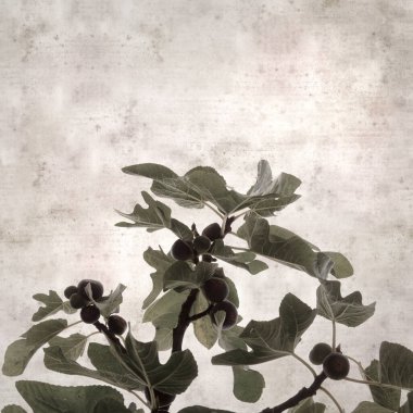 Frenlerde olgunlaşan incir meyvesi olan eski kağıt kaplamalı şık kare desenli arka plan