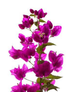 Gran Canaria 'dan Flora - Bougainvillea glabra, süs bitkisi, doğal makro çiçekli arka plan