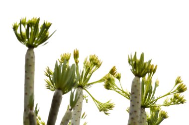 Gran Canaria 'dan Flora - Kleinia neriifolia, yerel olarak verode olarak adlandırılır