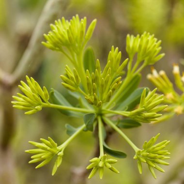 Flora of Gran Canaria - Kleinia neriifolia, locally called verode clipart