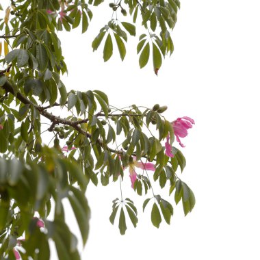 Ceiba Specosa 'nın pembe çiçekleri, ipek diş ipi ağacı.