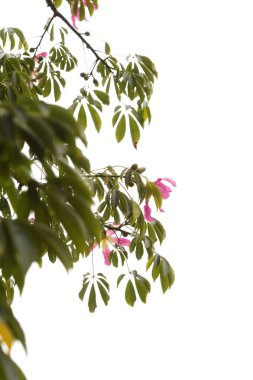Ceiba Specosa 'nın pembe çiçekleri, ipek diş ipi ağacı.