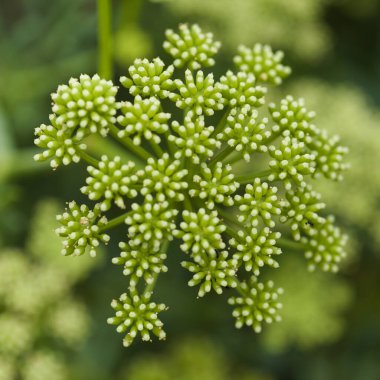 Crithmum maritimum, rock samphire, natural macro floral background clipart