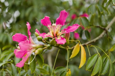 Pink flowers of Ceiba speciosa, silk floss tree clipart