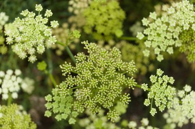 Crithmum maritimum, rock samphire, natural macro floral background clipart