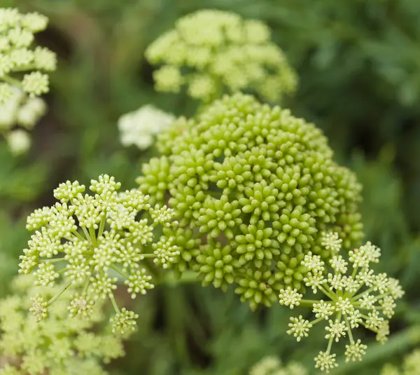 Crithmum maritimum, kaya örnekleri, doğal makro çiçek arkaplanı.