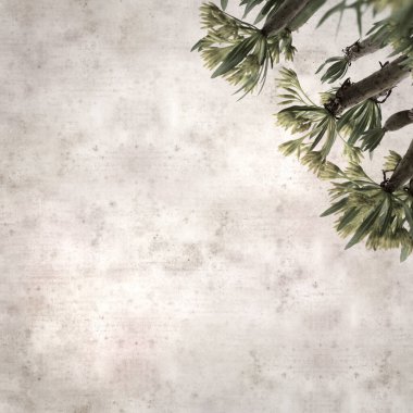 Kleinia neriifolia, Kanarya Adaları 'na özgü çiçeklerle desenli eski kağıt arka plan