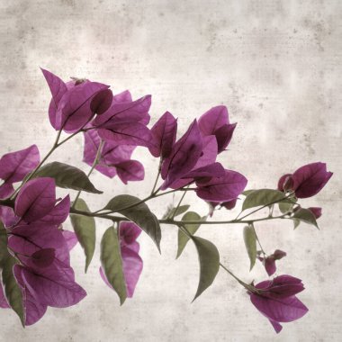 stylish square textured old paper background with flowers of Bougainvillea glabra clipart